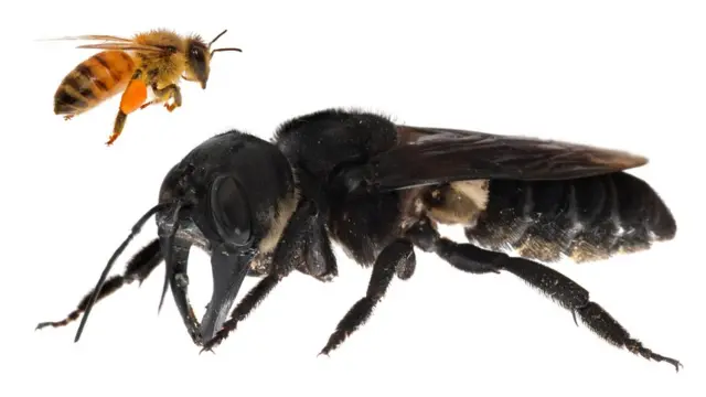 Lebah raksasa