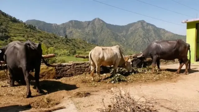 गाई-म्हशी