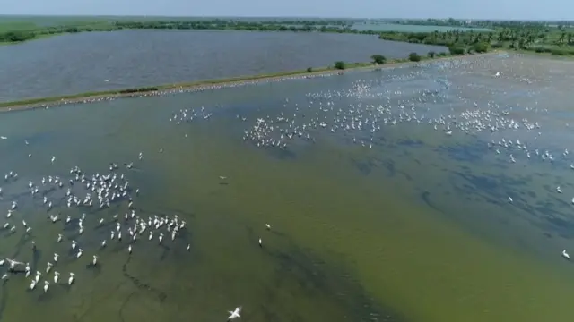 కొల్లేరు