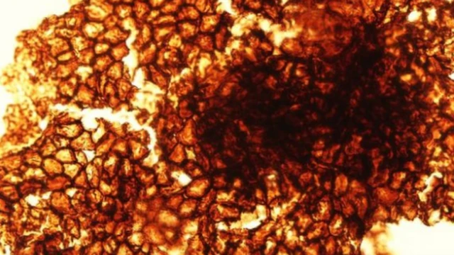 ฟอสซิลของสิ่งมีชีวิตคล้ายสาหร่ายที่พบในจีนเมื่อไม่กี่ปีก่อน ชี้ว่าสิ่งมีชีวิตหลายเซลล์เกิดขึ้นเร็วกว่าที่คาดถึง 1 พันล้านปี