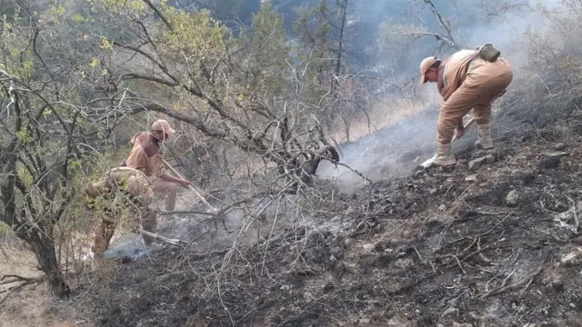 Зоминдаги ўрмон ёнғинларини ўчириш