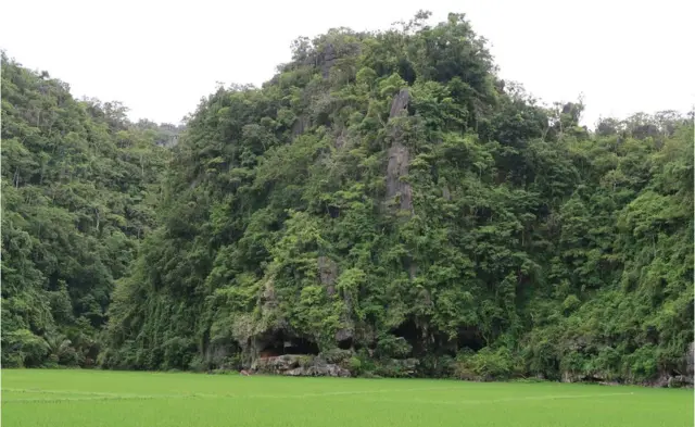 世界最古」4万5500年前のイノシシ壁画 インドネシアで発見 - BBC