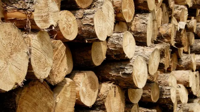 Troncos de árboles.