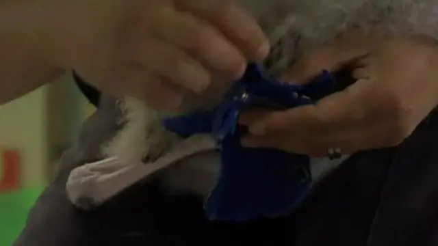 ফ্লেমিঙ্গো