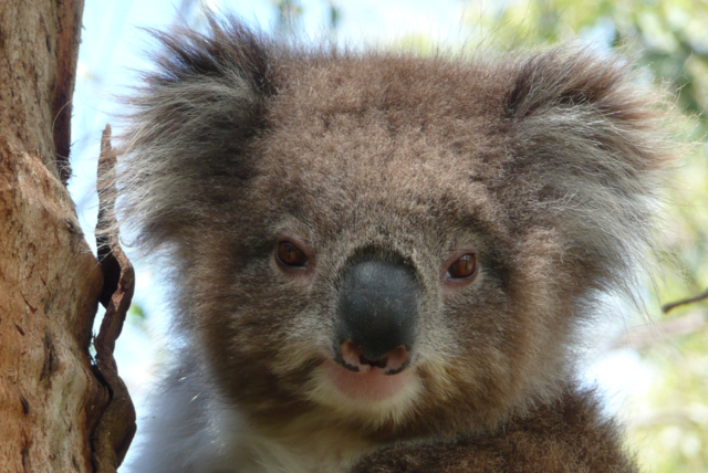 Devastating': Australian scientists race to save endangered wild koalas  from chlamydia