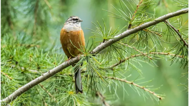 پاکستان پرندے