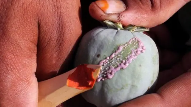 Mkulima wa Afghanistan akivuna tunda la mmea wa Opium