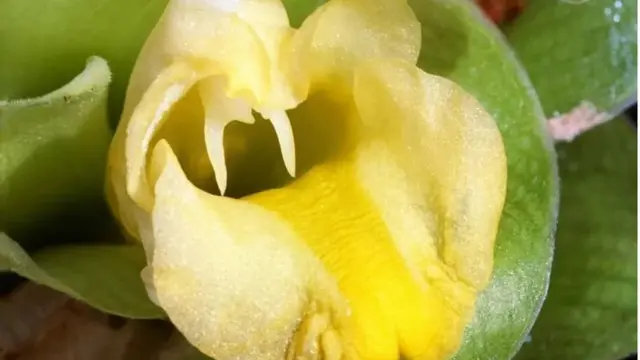 હળદર પર સંશોધન