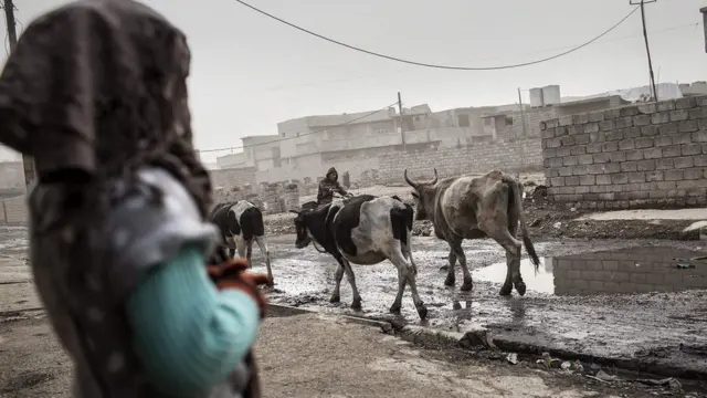 Vacas en un poblado en Qayyarah