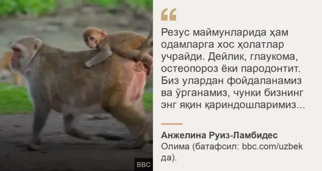 Yovvoyi tabiat, maymunlarning oilaviy juftlari, odamlar va maymunlar ortasidagi jinsiy aloqa