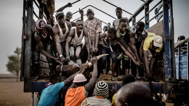 Ụmụokorobịa na-ebutu ehi n'ụgbọala