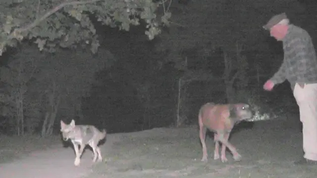 مادہ بھیڑیا