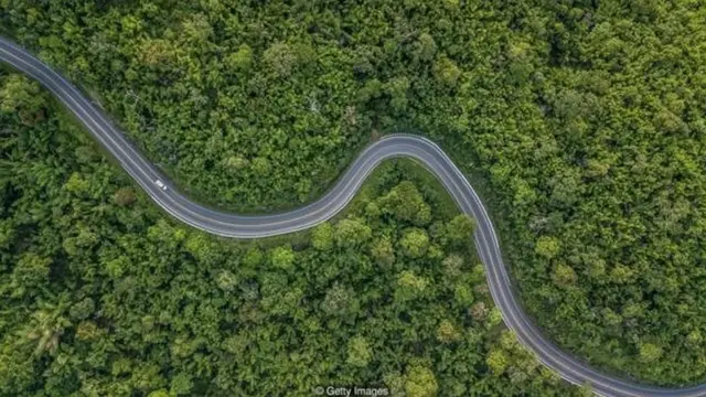 दुनिया के सारे पेड़ ख़त्म हो जाएंगे तो क्या होगा?