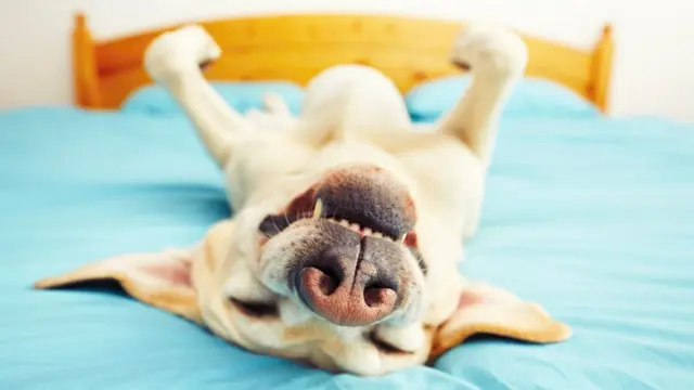 Собака на кровати