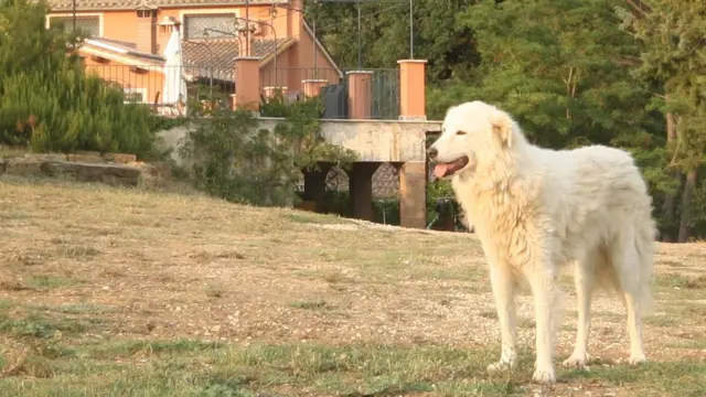 Um cãoaposta aposta esportivauma chácara