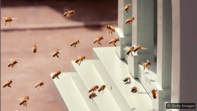 有的公司希望蜂群型的集體智能模式能幫助人類建立團隊合作精神。