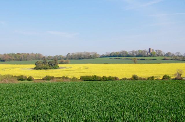 Green and yellow fields in front of Racton Monument