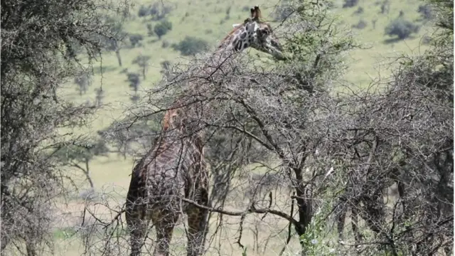Mbuga ya wanyama ya Serengeti nchini Tanzania imechaguliwa kuwa mshindi wa vivutio vya utalii duniani na kampuni ya Tripadvisor