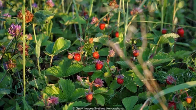 अवचेतन की यादें