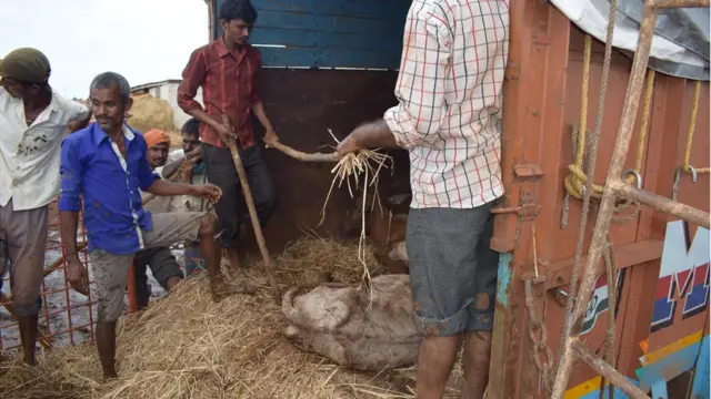 मृत गायों को ले जाते हुए