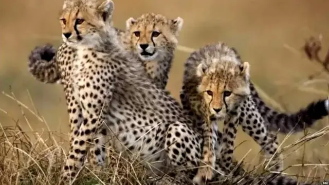 INDIA AFRICA CHEETAH