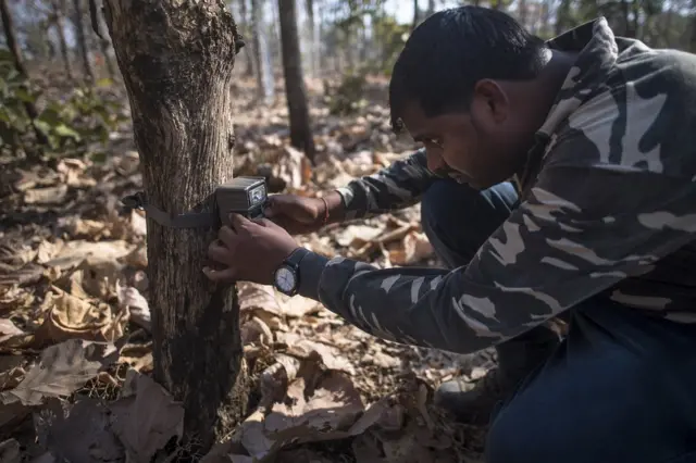 Camera traps for tigers