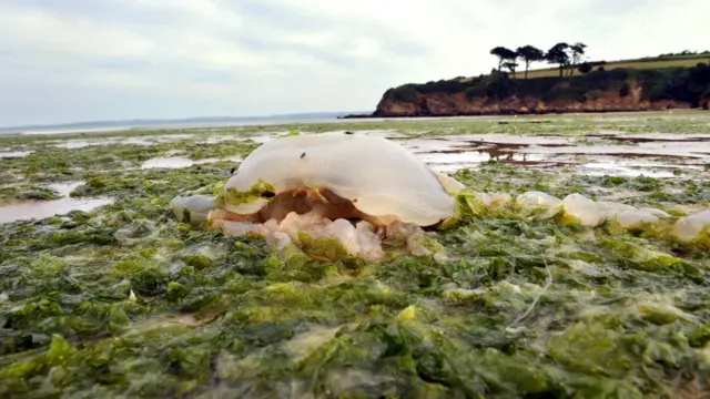 قنديل البحر وسط التلوث