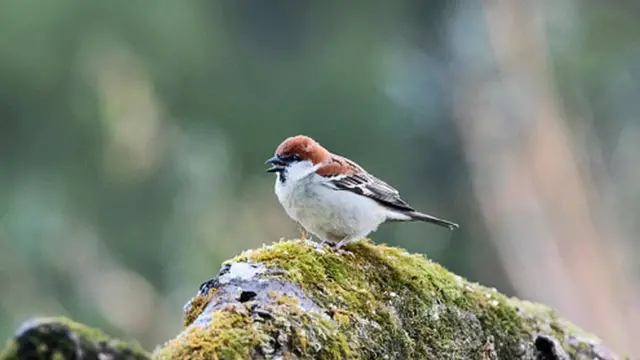 Воробей Passer cinnamomeus