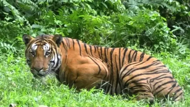 ભારતમાં ચિત્તા