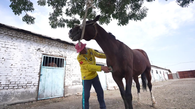 Кыргыздардын көкбөрү командасынын аттарынын саяпкери Таалай көкбөрүгө түшө турган аттарды Түркияга жөнөтүүгө даярдап жаткан эле