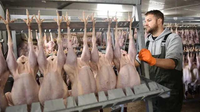 Индейки на английской птицеферме