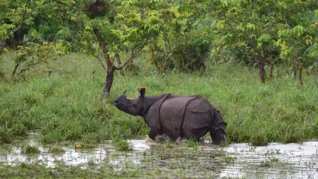 यो वर्षको मनसुनका कारण उक्त निकुञ्जको ८५ प्रतिशत भूभाग पानीमा डुबेको बताइएको छ