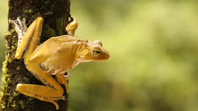 රන්වැල්ලගේ ගස් ගෙම්බා