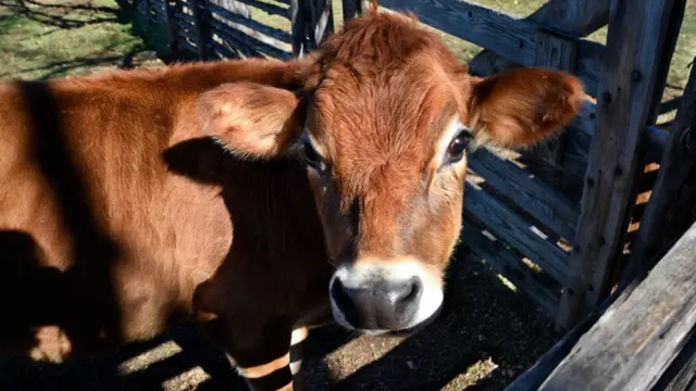 மாட்டுக்கன்று (சித்தரிப்பு)