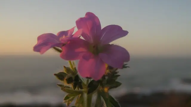 Imagen de un lector de BBC Mundo por el tema "Flores"