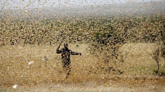今年非洲的蝗灾是20年以来最严重的。