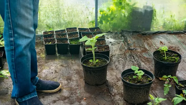 Павловнія стала дуже популярною