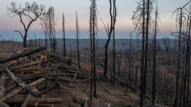 산불 후 숯이 된 표면은 자연 경관이 가진 태양광 반사도를 감소시켜 지표면 온난화를 증가시킬 수 있다