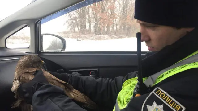 Канюк родини яструбиних