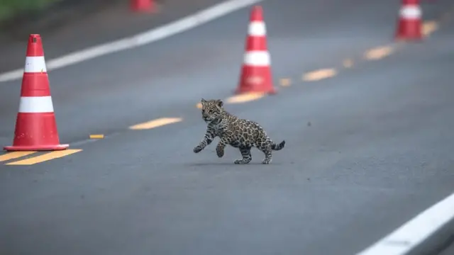 Um dos três filhotesprognósticos apostas combinadasonça-pintada atravessa pista do Parque Nacional do Iguaçu; desde 1990, é a primeira vez que nasce uma ninhadaprognósticos apostas combinadastrês filhotes no local