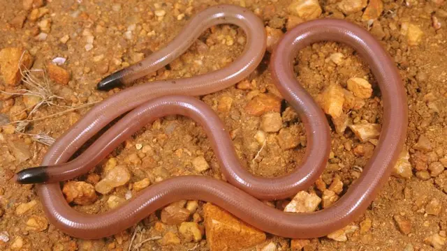 Слепые змеи