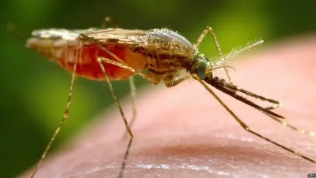 मलेरिया