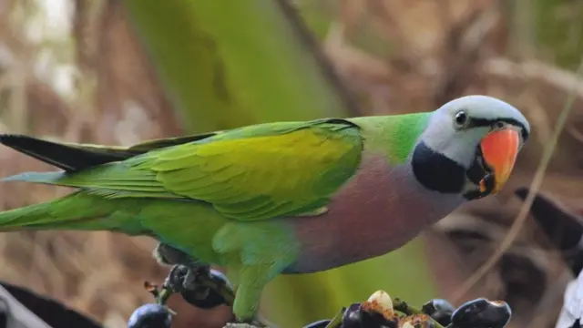 লালবুক টিয়া