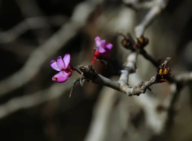 "Сады и парки"