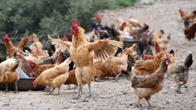 सिंगापुर