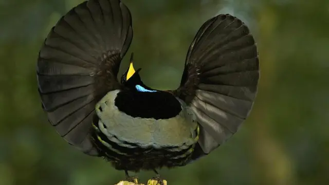 У самца райской птицы уходит несколько лет на то, чтобы разучить свой танец