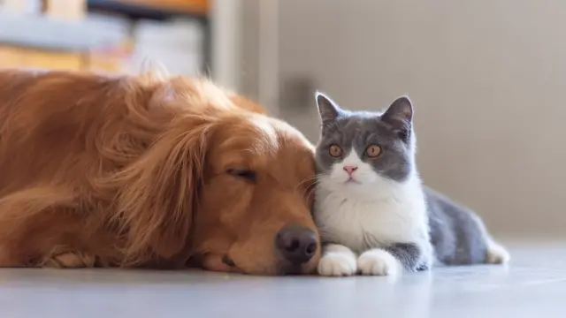 Gato y perro