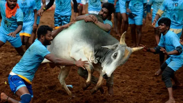 ஜல்லிக்கட்டு