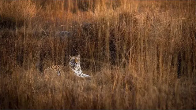 Raj Bhera using her camouflage to try to ambush prey in the dry summer grasslands