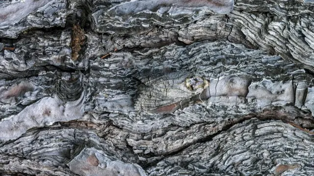 Древоточец пахучий (Cossus cossus)